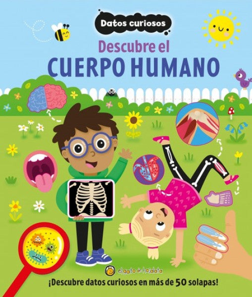 DATOS CURIOSOS DESCUBRE EL CUERPO HUMANO